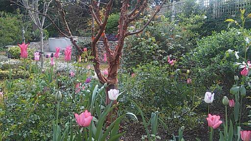 City garden, Wimbledon, UK